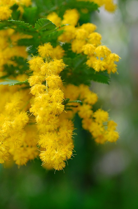 ギンヨウアカシアの花