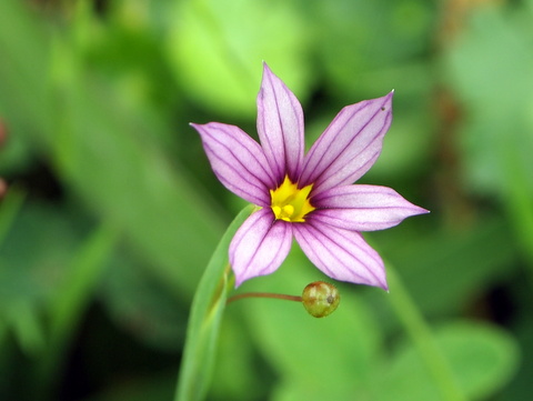 ニワゼキショウの花　一輪