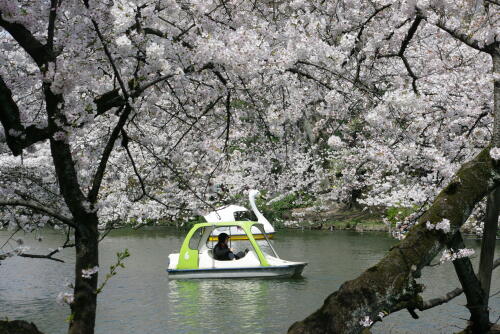 井の頭恩賜公園の桜