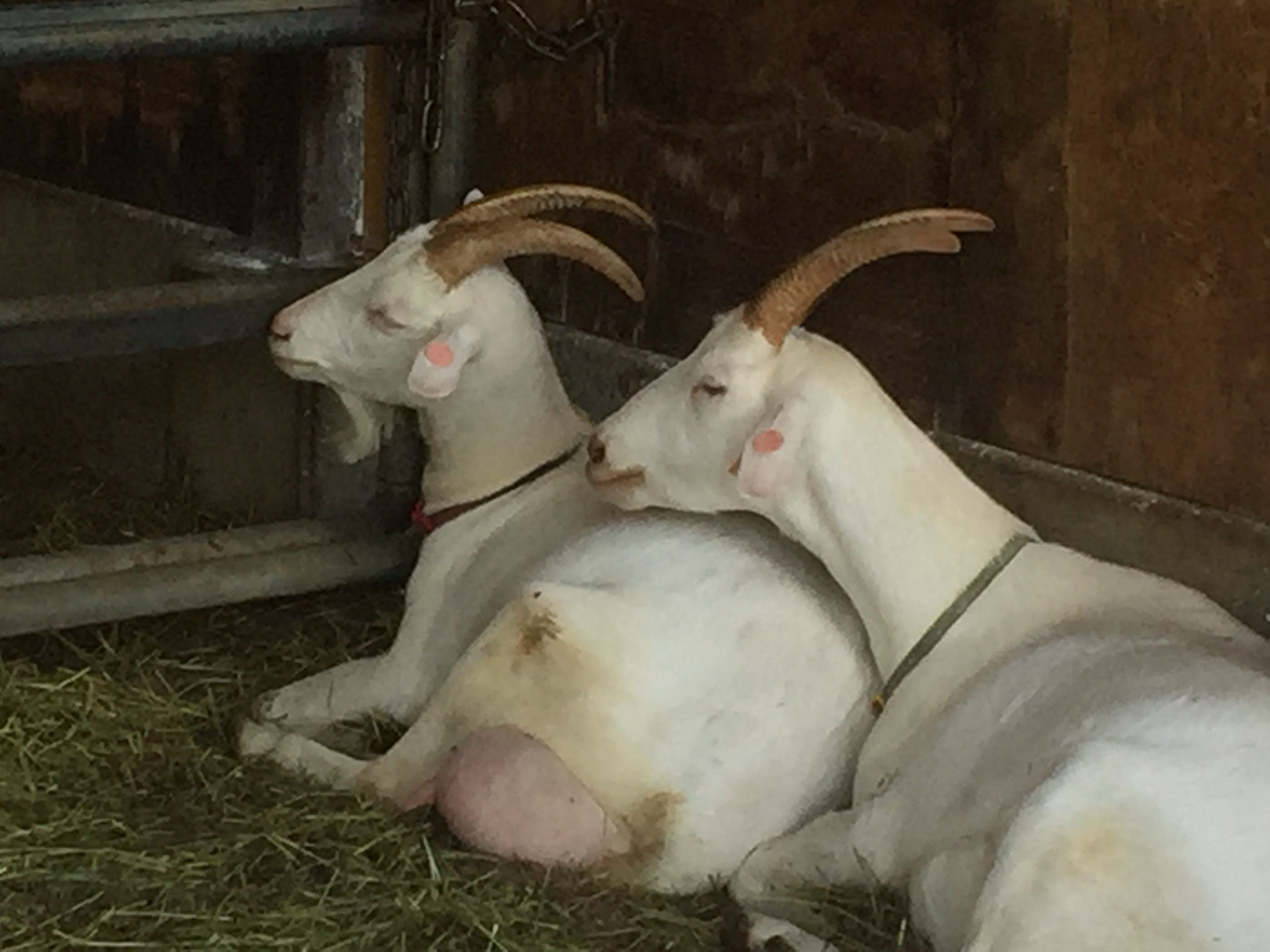 3ページ目の 定年後にヤギを飼うには 山羊 やぎ ヤギ 定年退職したら ヤギを飼うぞ レッツ Goat 楽天ブログ