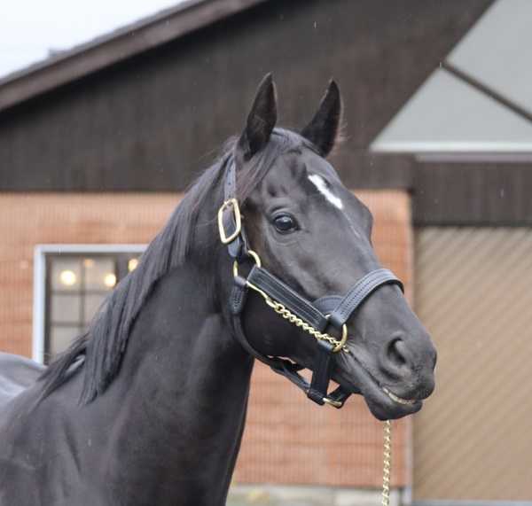 スタリオンブック　コントレイル　たてがみ　競馬　価格交渉可 スタリオンブックコントレイルたてがみ競馬価格交渉可