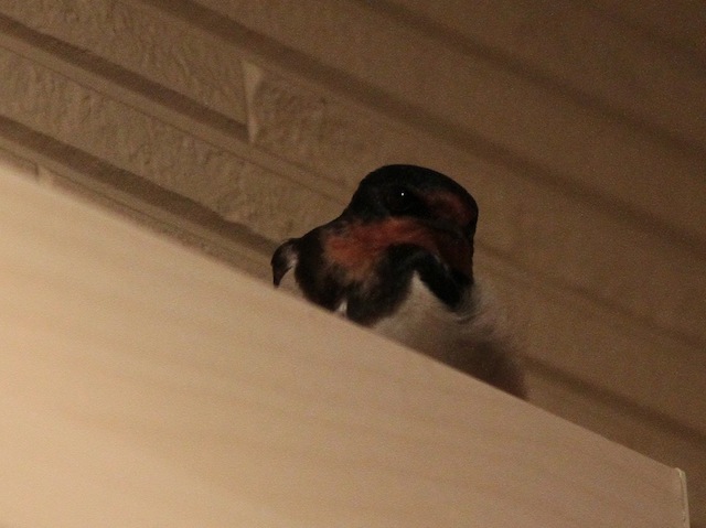 IMG_7291.jpg