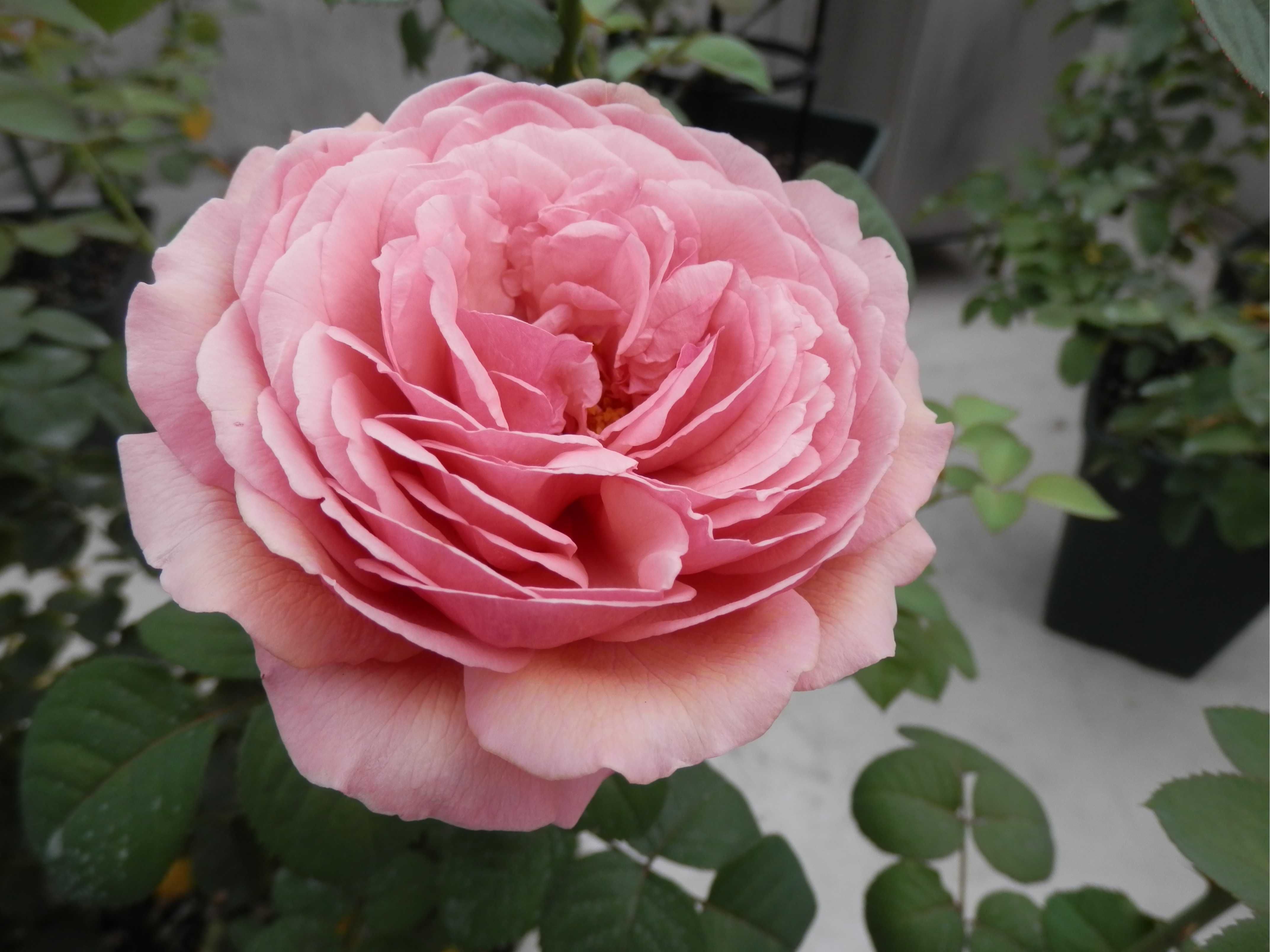 真夏でも花持ち良い我が家のバラ 東京のど真ん中でバラ生活 楽天ブログ