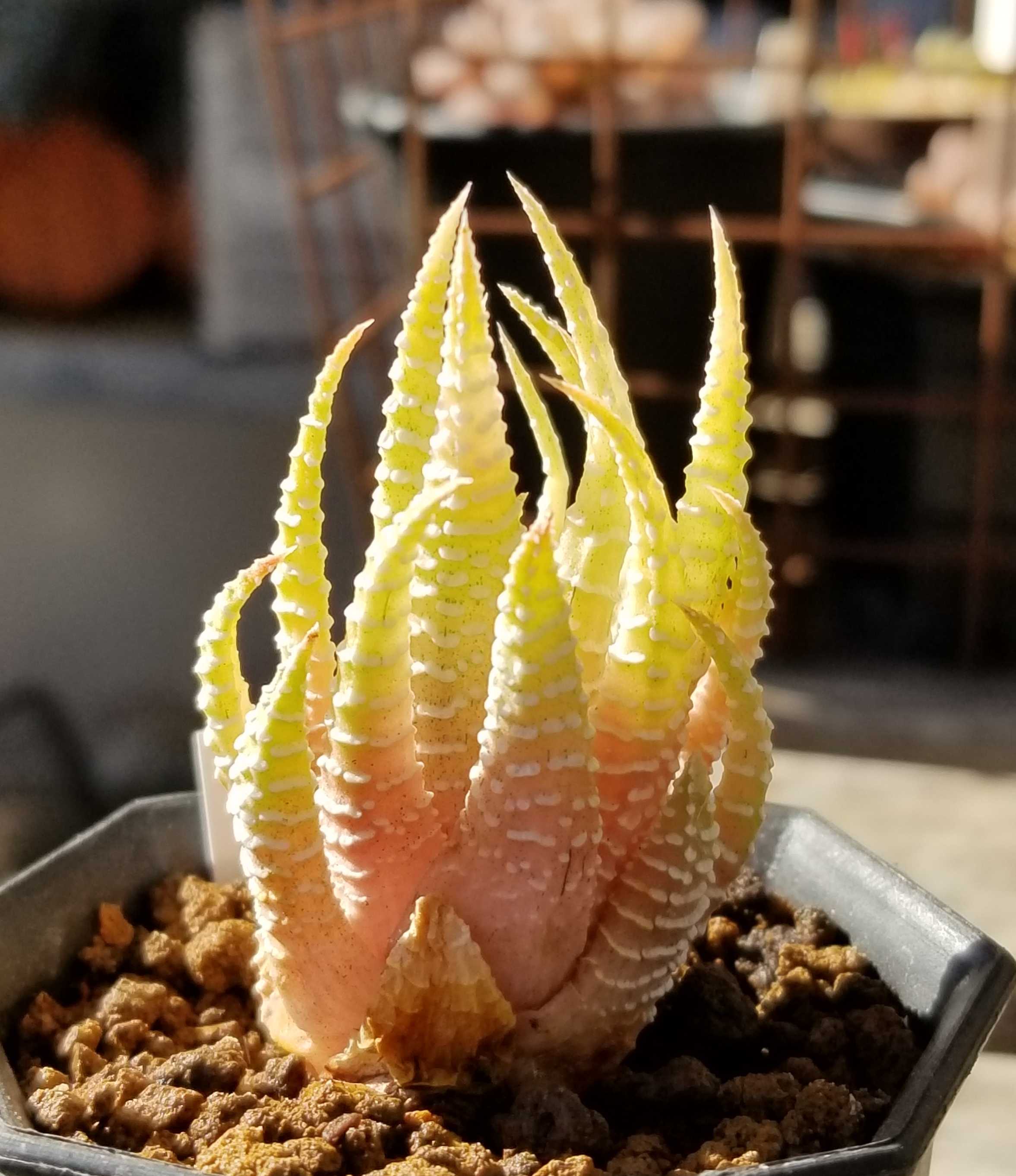 気持ち悪いヤツ デルオの多肉日記 楽天ブログ