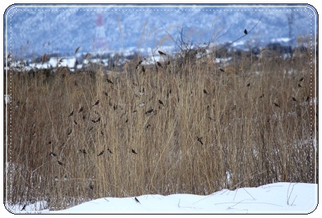 邑知潟-15 スズメ-2 13.1.5