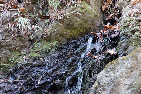 _DSC2007.JPG
