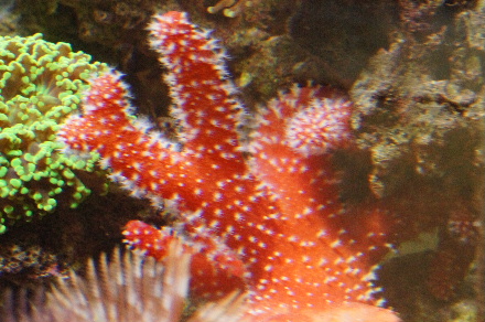 2014_0718ｳﾐｲﾁｺﾞ､ﾏﾒｽﾅ､ﾍﾞﾝﾄﾗ0008.JPG