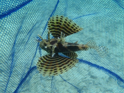 沖縄磯採集2012年9月下旬39　シマヒメヤマノカミ（Dendrochirus brachypterus）