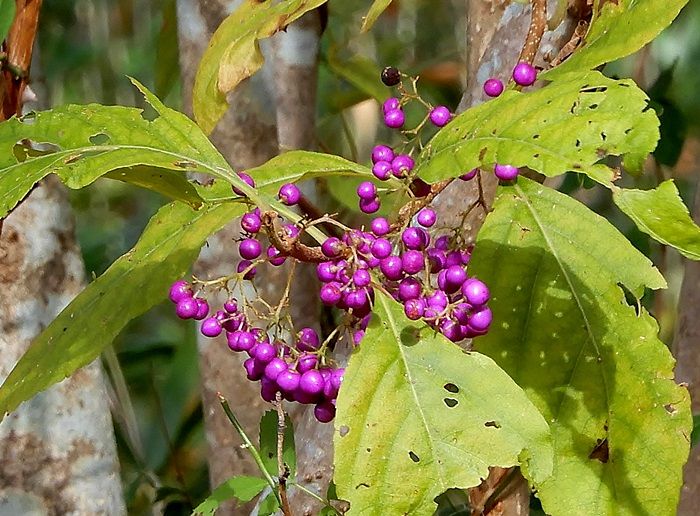 オオムラサキシキブ3