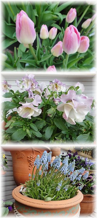 パステルカラーのお花