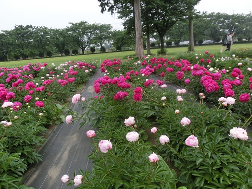 芍薬畑