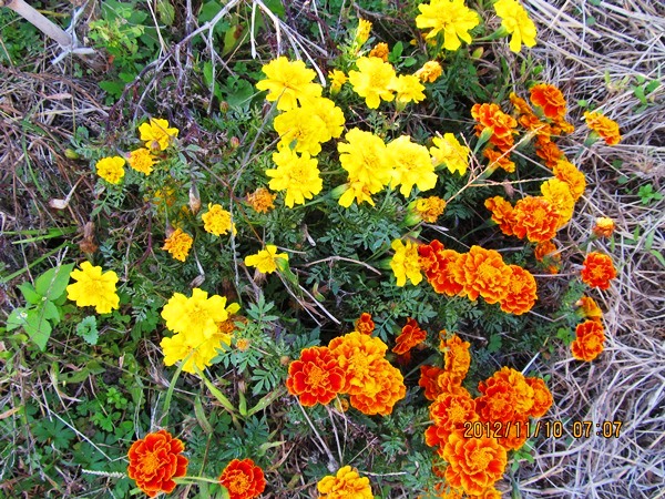 1117ﾏﾘｰｺﾞｰﾙﾄﾞ.jpg