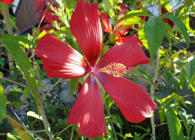 紅葉葵の花 花と蕎麦とリハビリと 楽天ブログ