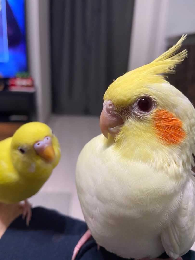 オカメインコとセキセイインコの違い セキセイインコ セキセイインコ部 セキセイインコのいる暮らし オカメインコ オカメインコ部 オカメインコのいる暮らし セキセイインコのいる暮らし 楽天ブログ
