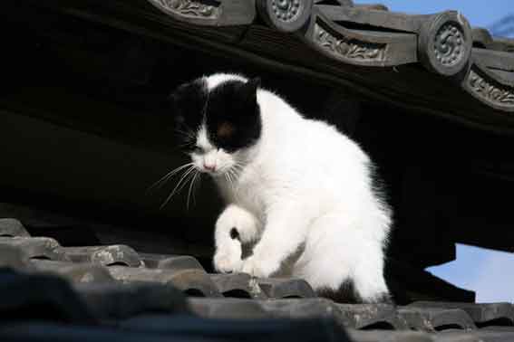 我が家のニャンコ♪2014/03/22-3