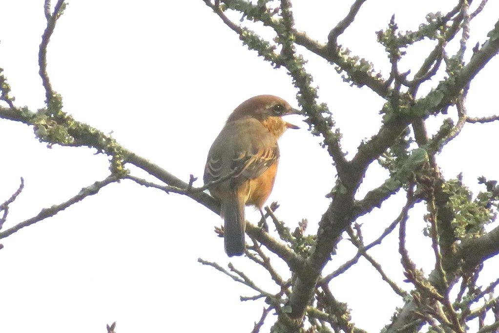 鳥；モズの高鳴き、カワセミ♂、ガビチョウ、メジロ、キセキレイ、稲穂