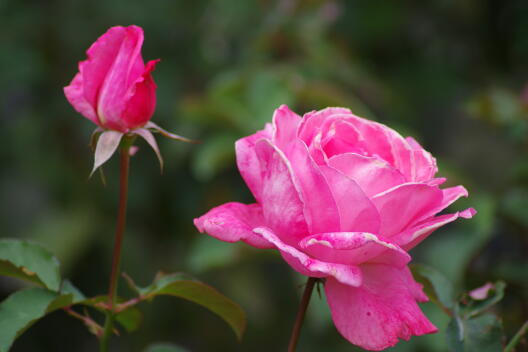 日比谷公園の秋薔薇