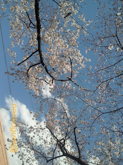 桜