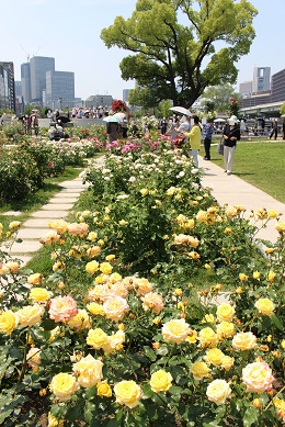 中之島公園のバラ園