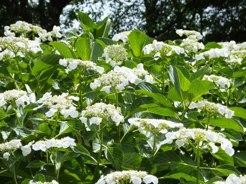 多摩川台公園にて