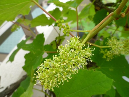 2葡萄花咲き　450２jpg.jpg