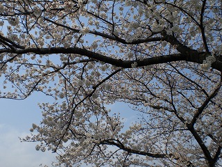 桜　３