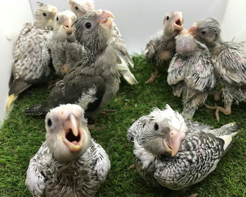 オカメインコルチノー ホワイトフェイス Inkoya日和 楽天ブログ