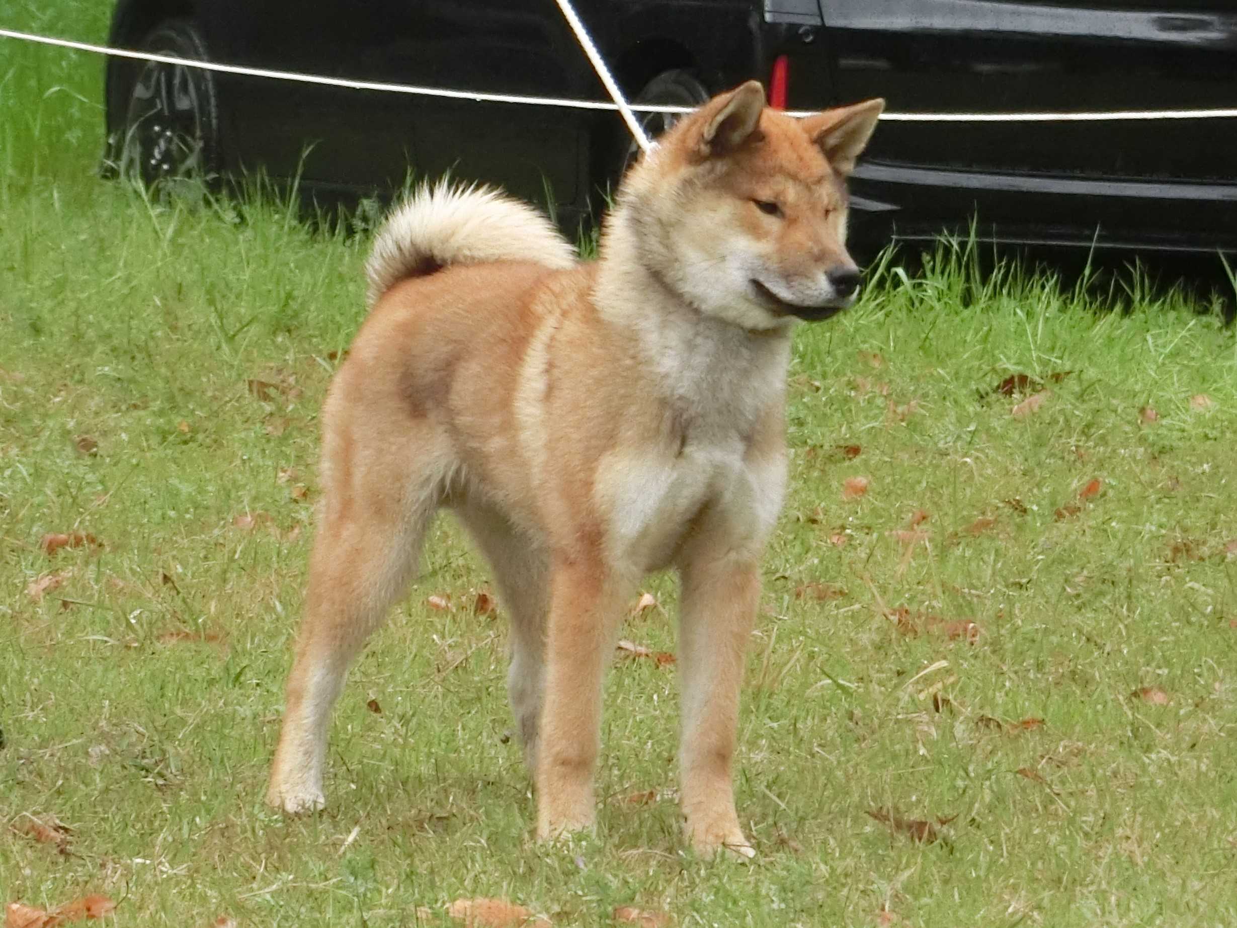 展覧会 日本犬保存会 の記事一覧 柴楽日記 楽天ブログ