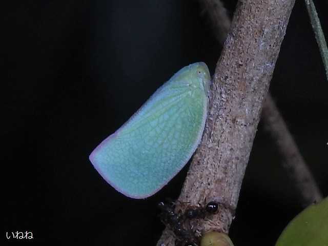 アオバハゴロモ2022年8月22日