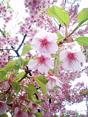 conv0586.JPG