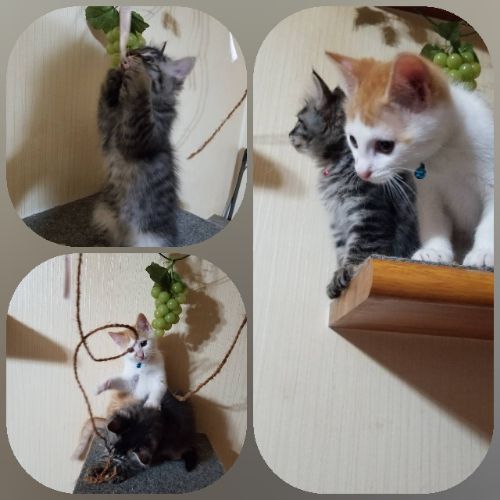 rblog-20180709155036-01.jpg