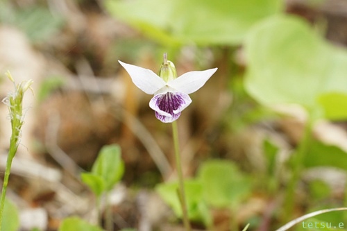 山野草