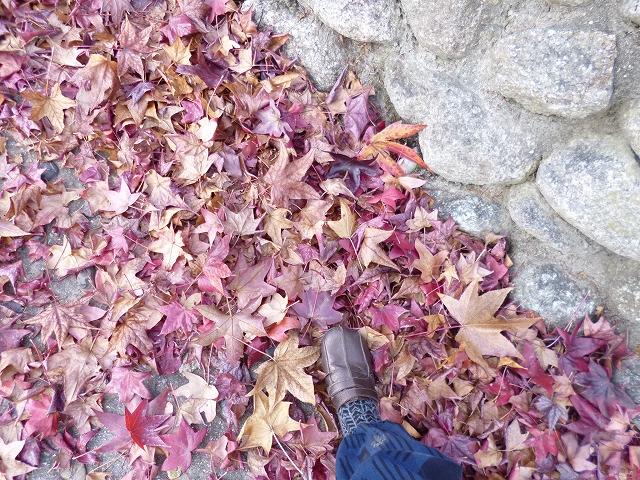 紅葉じゅうたん