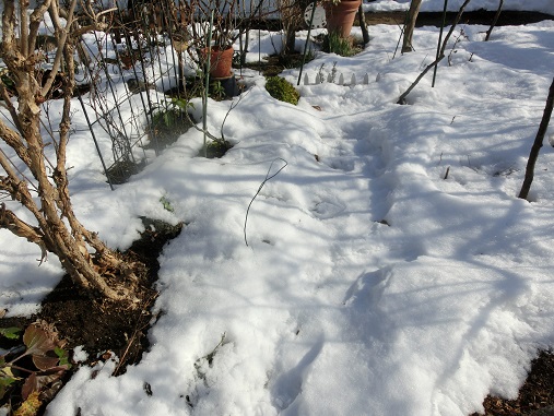 雪の庭