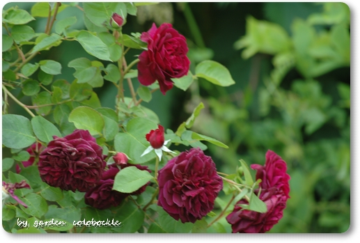 トラディスカウント