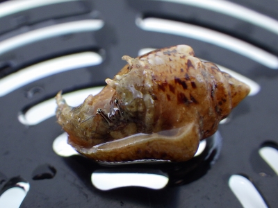 和歌山磯採集2015年8月上旬12　ケブカヒメヨコバサミ（Paguristes ortmanni）