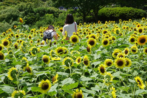 もみじ橋近くのヒマワリ