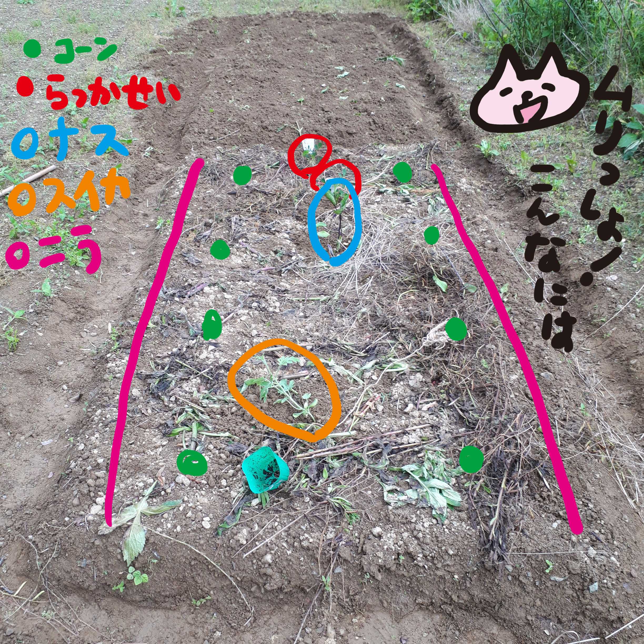 食べたいものを植えてみました にゃんだミケコの手作りな日々 楽天ブログ