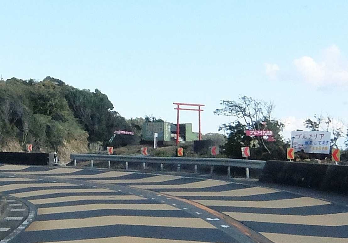 南国花市場 プルメリア 販売 和深 串本