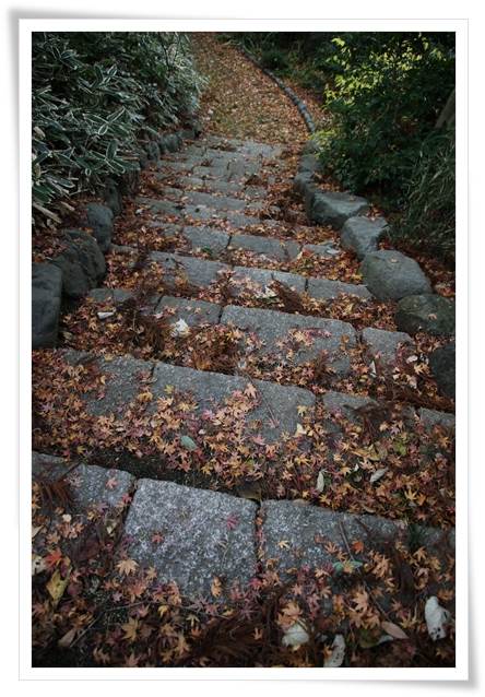 卯辰山山野草園-7 15.12.9