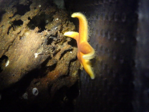 深海性ヒトデ7　水深250m　熊野灘　ヒメヒトデの一種