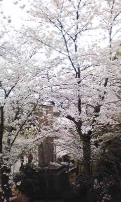 丸岡城桜まつり3