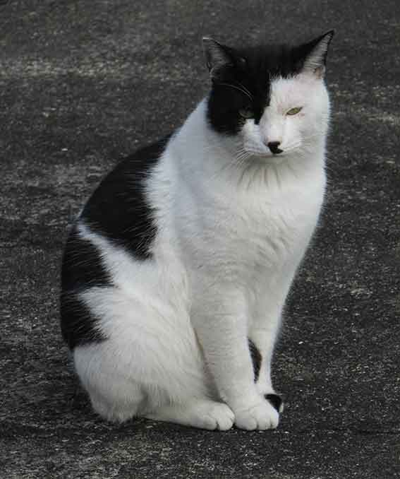 我が家のニャンコ♪2015/12/28-2