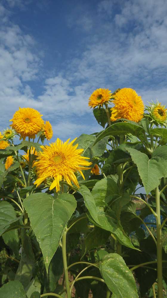 向日葵5.jpg