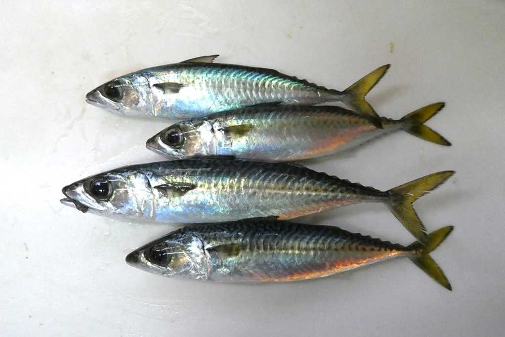 515