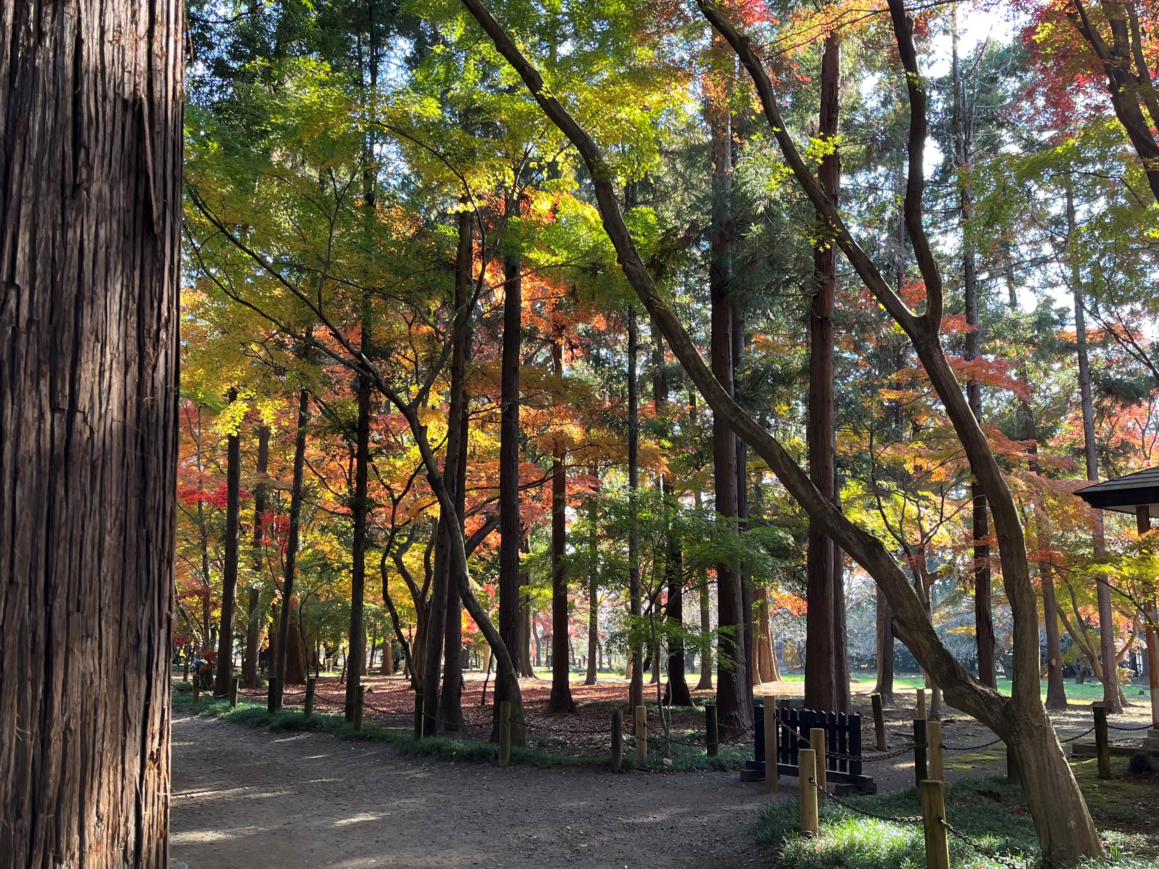 76:平林寺③境内林その2 | さとしのぶらり風景