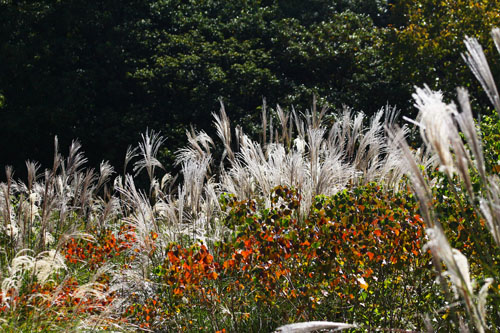 若草山　27.10.19-12_edited-1.jpg
