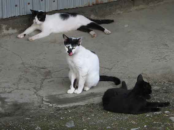 我が家のニャンコ♪2015/8/19-3