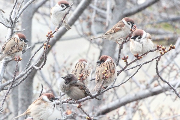 IMG_0411 黒いスズメ w.jpg