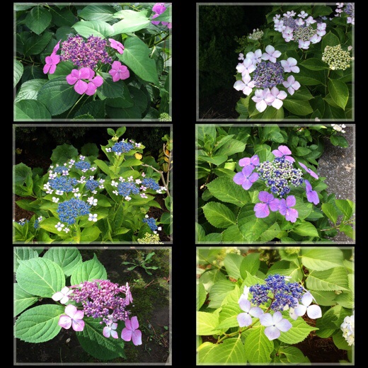 八景島の紫陽花